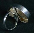 Ring Featuring Cut And Polished Ammonite Fossil #5100-1